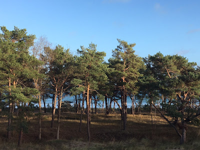 04 01 2019 Wanderung vom Haus Colmsee nach Prora 05