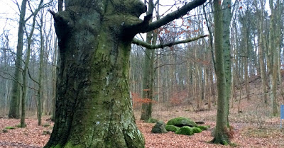 2018 Haus Colmsee beliebtes Wanderziel Herzogsgrab in der Baaber Heide 01